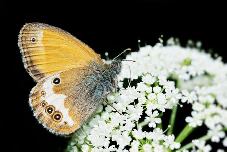 Pearly Heath (Coenonympha arcania) butterfly feeding isolated over black background.