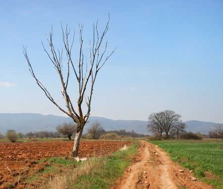 Dry tree by the road in early spring with young wheat and plowed ground in background.の写真素材