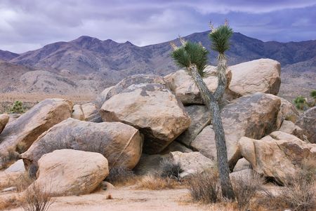 Twilight in Joshua Tree national park in Californiaの写真素材