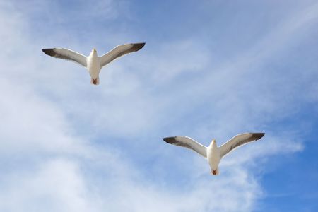 Pair of seagulls soaring against blue sky and thin clouds.の写真素材