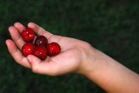 Five cherries in a hand against dark green blurry backgroundの写真素材