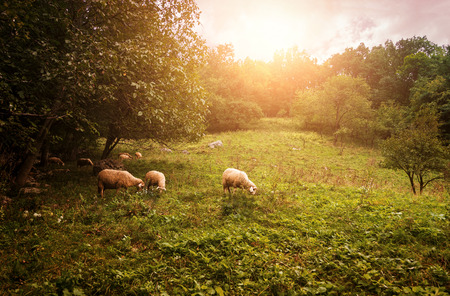 Group of sheep grazing grass on pasture on a meadow.の写真素材