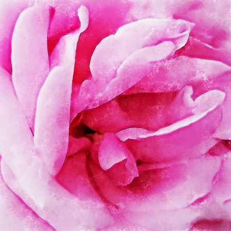 Closeup pink rose fine art, digital painting created by hand using several techniques to resemble watercolor on paper.の写真素材
