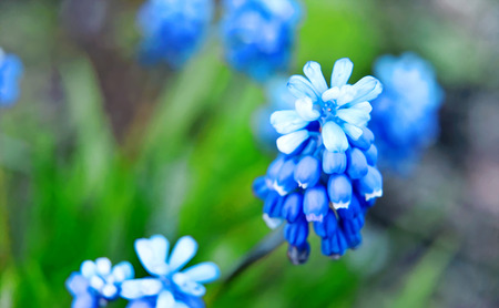 Small field blue flower. Macro. On the green meadow.の写真素材