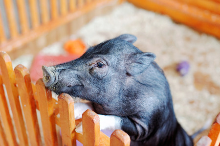 Blurred background. Pig in a pen stands on his hind legs, leans on the fence. The muzzle pig leftovers.の写真素材