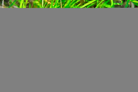 green plant background, young grass. background green juicy young lawnの写真素材