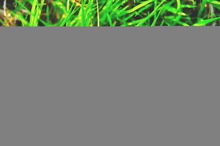 green plant background, young grass. background green juicy young lawnの写真素材