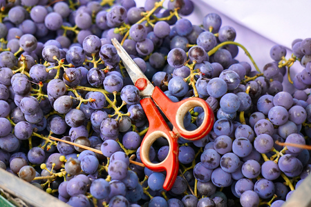 Harvested grapes in a box with scissors. Harvesting. Winemaking. Grape harvest. Scissors for cutting grapesの写真素材