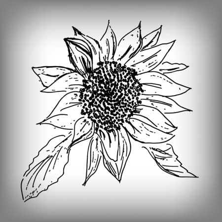 Vector sunflower. Illustration by hand. Monochrome drawingのイラスト素材