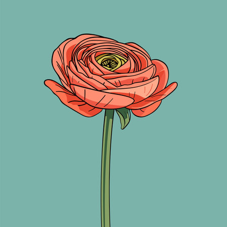 Ranunculus flower. Hand drawn vector illustration in sketch style.の素材