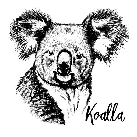 Koala bear, sketch engraving vector illustration for t-shirt.のイラスト素材