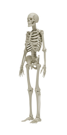 Anatomically accurate 3D model of human skeleton in three quarter view on transparent background for medical education, healthcare visualization, biology, orthopedics and scientific research. 3d renderingの写真素材
