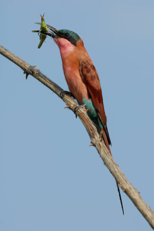 Southern Carmine bee-eater on a branch with green grasshopperの写真素材
