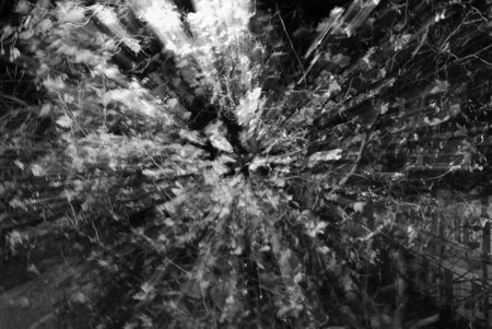 Motion blurred leaves in a dream, mysterious lightの写真素材