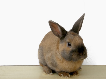 Baby rabbit looking curiousの写真素材