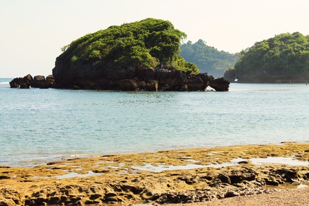 Coral green frogの写真素材