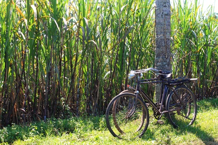 Two bicycles leaning against the tree frontの写真素材