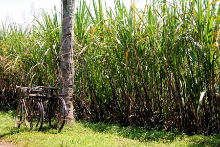 Two bicycles leaning against the treeの写真素材