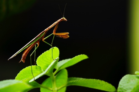 Locust wood is remain silent on the leavesの写真素材