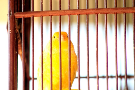 canary silence calmly, in a small cageの写真素材