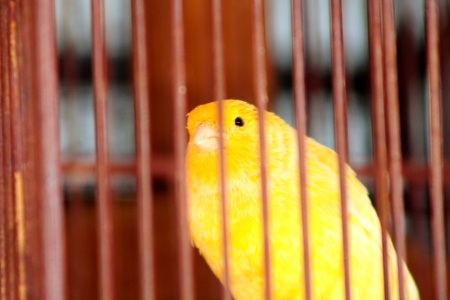 canary in the cage waiting to be given foodの写真素材
