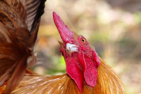 close up half-body rooster race was surprisedの写真素材