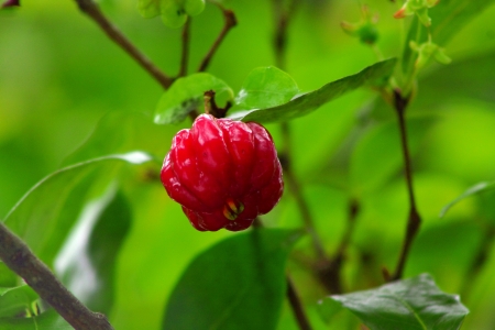 Close up of fruit Dewandaru, a mature colored redの写真素材