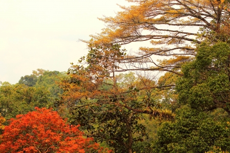 The trees on forests horizontal photo, fully color in the springの写真素材