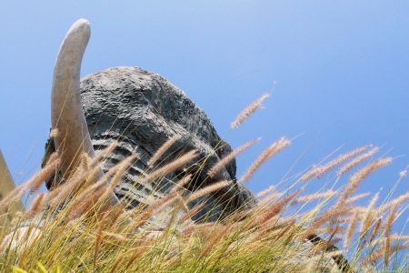 Large elephant head statue, behind the thick grassの写真素材
