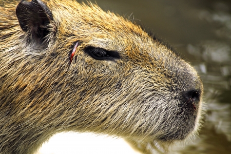 Close-up head of a beaverの写真素材