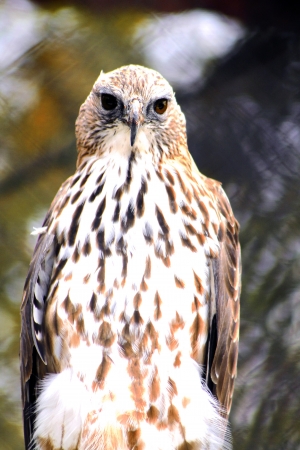 Photo eagle facing the front half of the bodyの写真素材