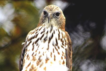 Close-up, eagle, half body, face or turn to the rightの写真素材