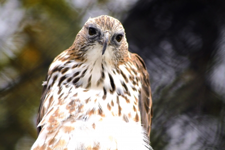 Eagle, half body picture, stand up straight facing forwardの写真素材