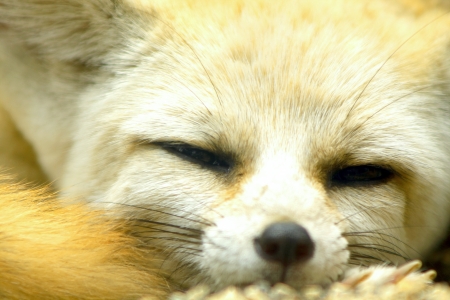 Close-up of the red wolf, was sleeping soundlyの写真素材