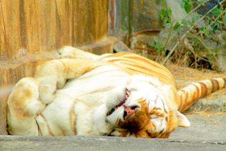 Sumatran tiger, supine sleeping soundlyの写真素材