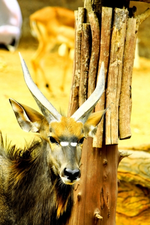 Images of African deer, forward-looking, half-body photoの写真素材