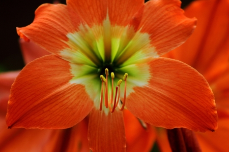 Close up flower pistil of shoes, that are bloomingの写真素材
