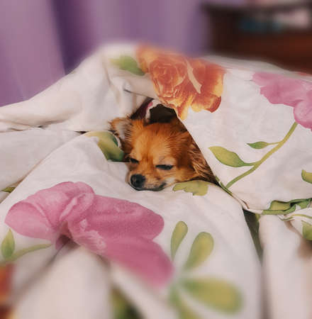 happy dog in bedの写真素材