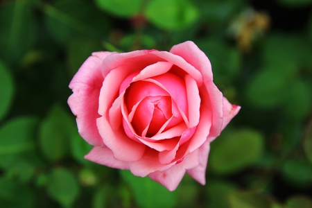 A pink roseの写真素材