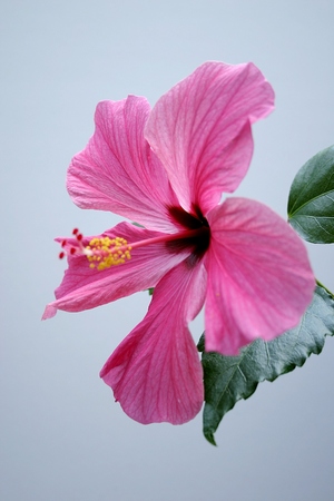 A hibiscusの写真素材