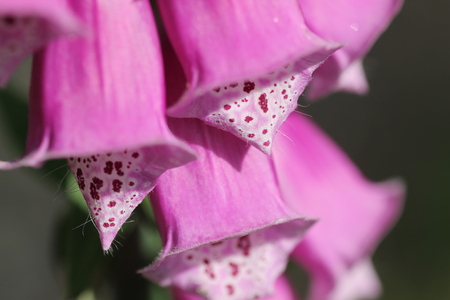 A closeup of a pink trumpet vine 3/3.の写真素材