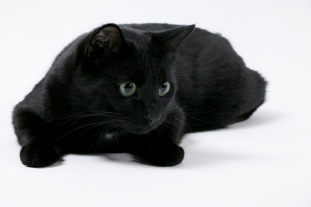 Black cat lying in front of a white backgroundの写真素材