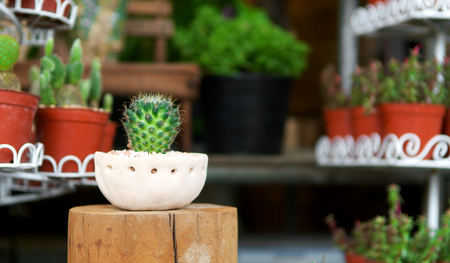 Cactus pot at flower market, Front view. On wood and ceramics material. Close up.の写真素材