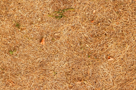 dry grass textureの写真素材