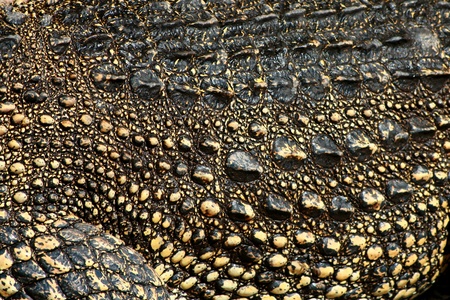crocodile skinの写真素材