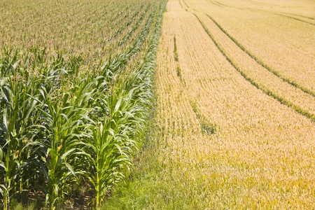 agricultural landscapeの写真素材