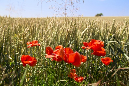 red poppies and wheatの写真素材