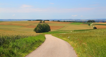 summer road in fields