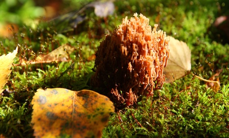 natural micro landscape