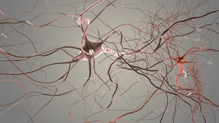 Neuron cells network, visualisation of neurons and nervous systemの写真素材